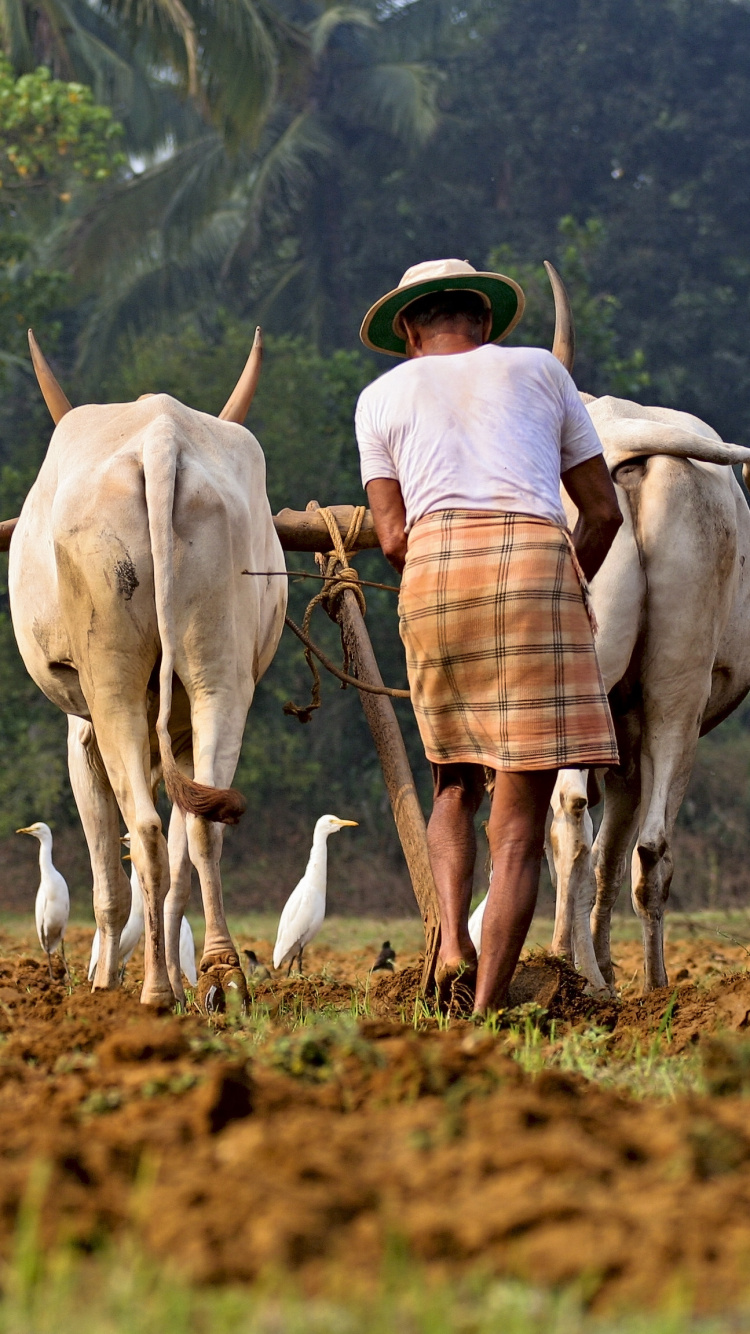 Mujer en Camisa de Vestir a Cuadros Marrón y Blanco y Falda Marrón de Pie en el Campo de Hierba Marrón. Wallpaper in 750x1334 Resolution