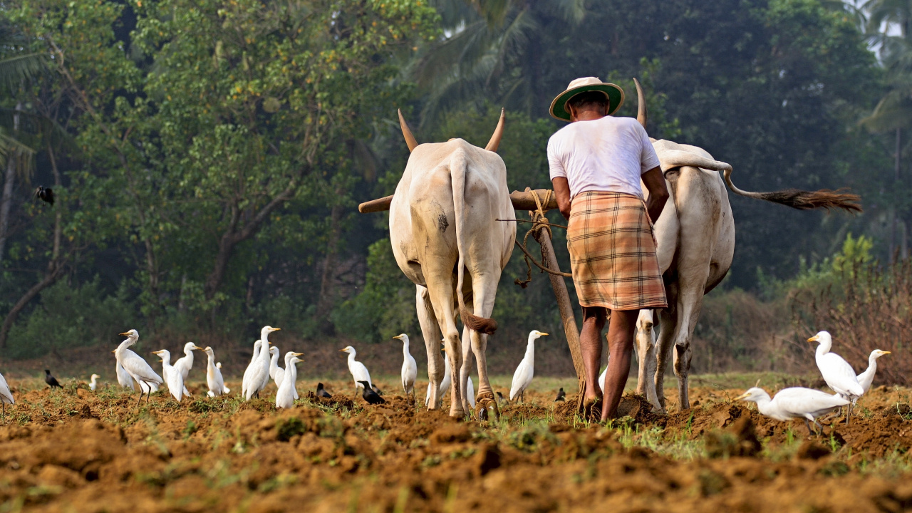 Femme en Chemise à Carreaux Marron et Blanc et Jupe Marron Debout Sur un Terrain D'herbe Marron. Wallpaper in 1280x720 Resolution