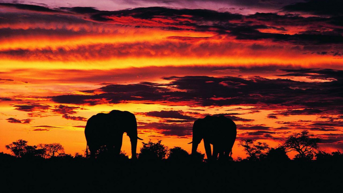 Silueta de Elefante en el Campo Durante la Puesta de Sol. Wallpaper in 1366x768 Resolution