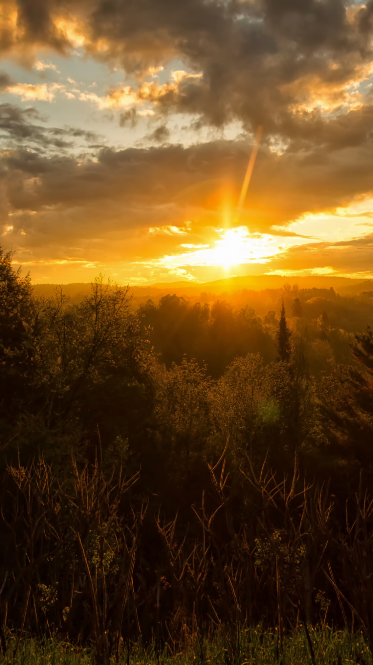 Champ D'herbe Verte Pendant le Coucher du Soleil. Wallpaper in 750x1334 Resolution