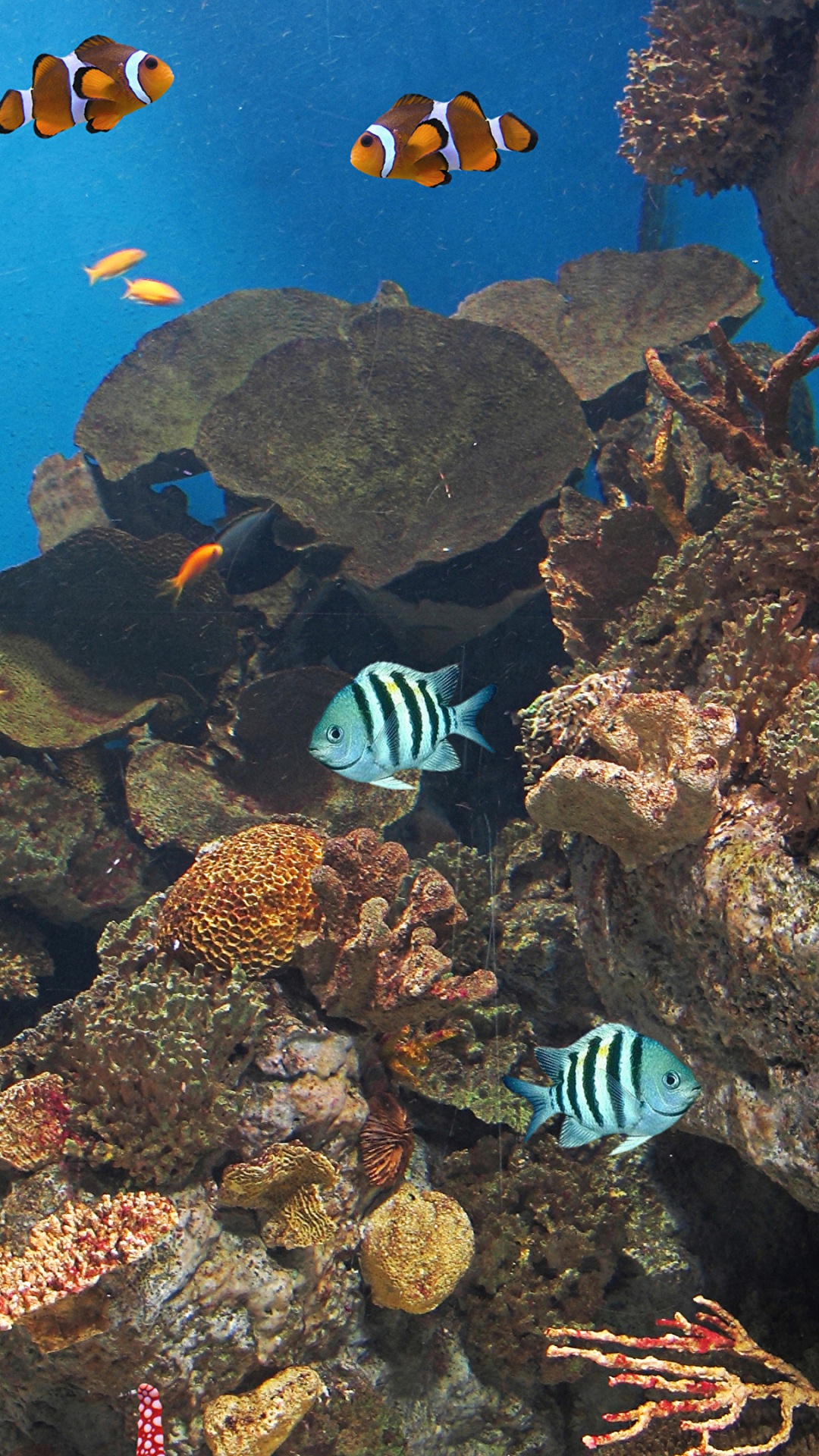 Banc de Poissons Dans L'eau. Wallpaper in 1080x1920 Resolution