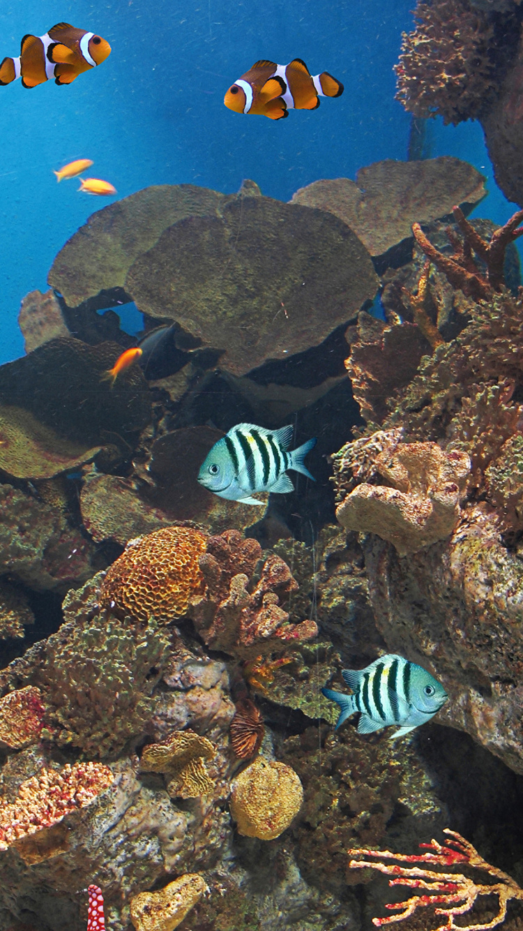 Fischschwarm im Wasser. Wallpaper in 750x1334 Resolution