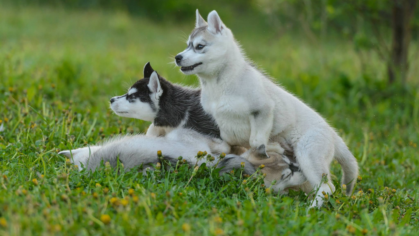 White and Black Siberian Husky Puppy on Green Grass Field During Daytime. Wallpaper in 1366x768 Resolution