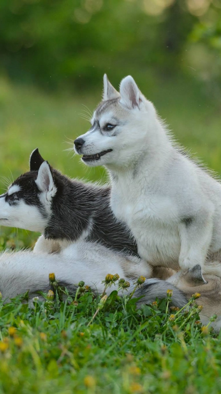White and Black Siberian Husky Puppy on Green Grass Field During Daytime. Wallpaper in 720x1280 Resolution