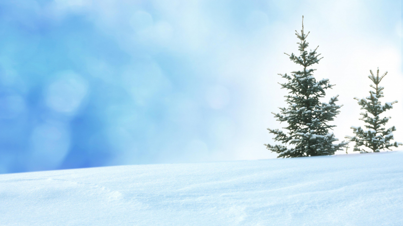 Green Pine Tree Covered With Snow. Wallpaper in 1366x768 Resolution