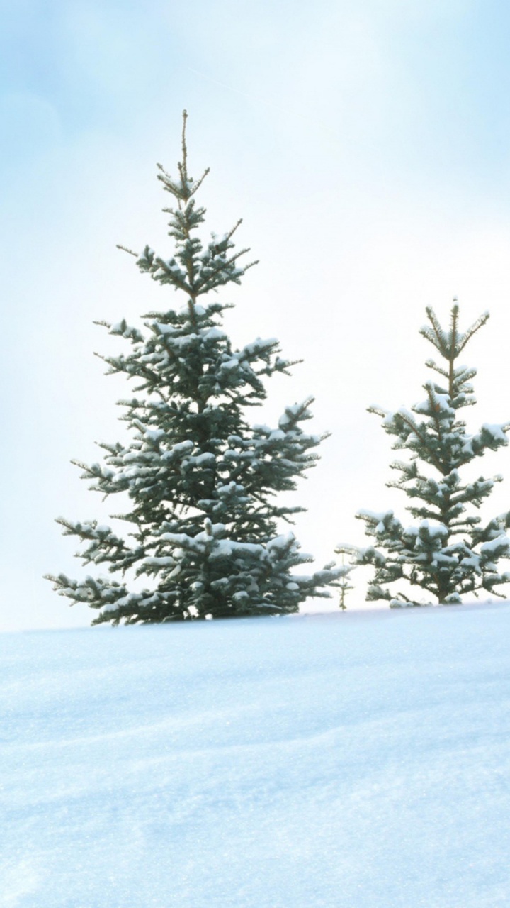 Green Pine Tree Covered With Snow. Wallpaper in 720x1280 Resolution