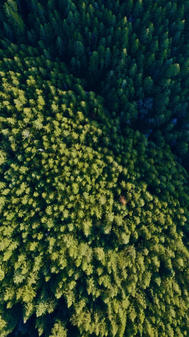 256 Go, Plante de la Communauté, Eau, Paysage Naturel, Végétation. Wallpaper in 720x1280 Resolution