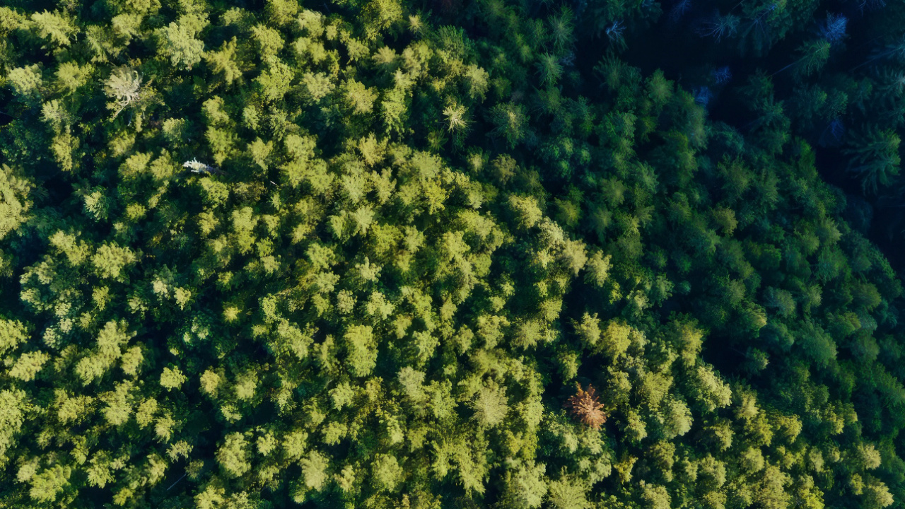 Flower, 256 Gb, Plant Community, Plant, Water. Wallpaper in 1280x720 Resolution