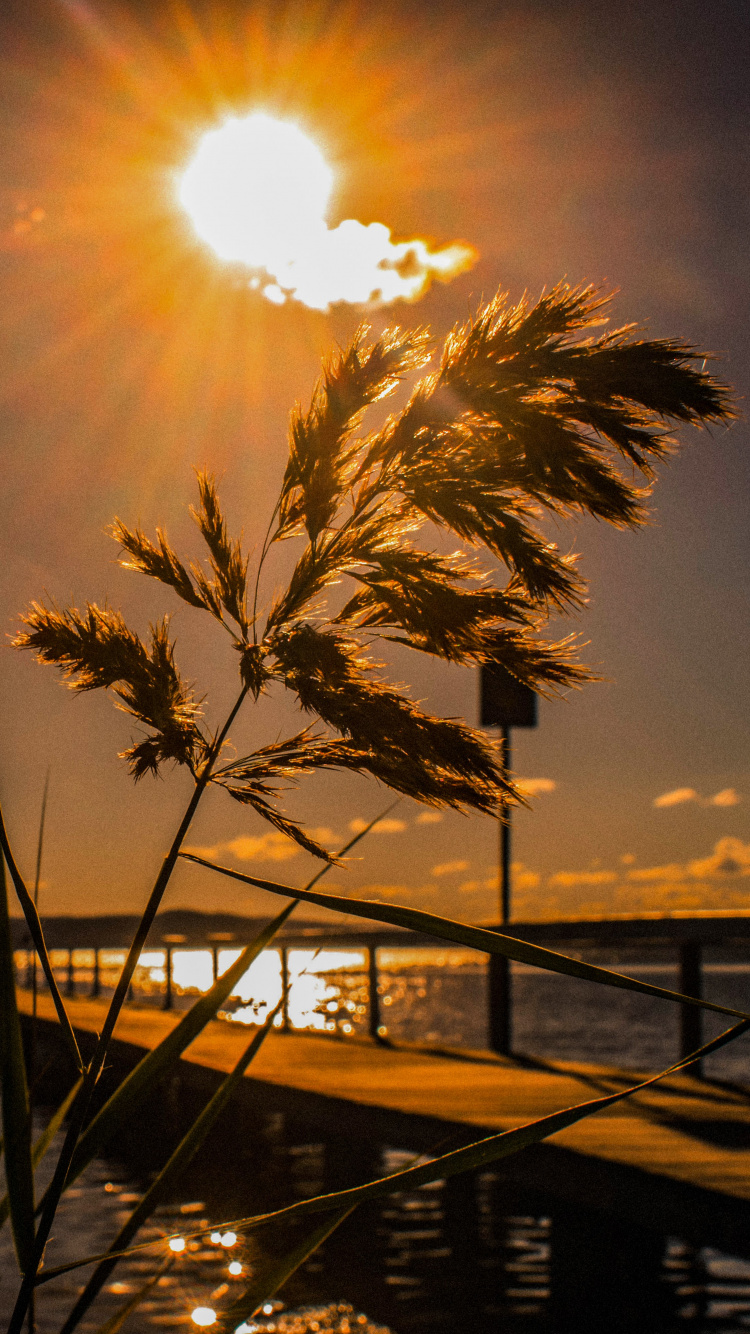 Sonnenuntergang, Wasser, Sonne, Horizont, Baum. Wallpaper in 750x1334 Resolution