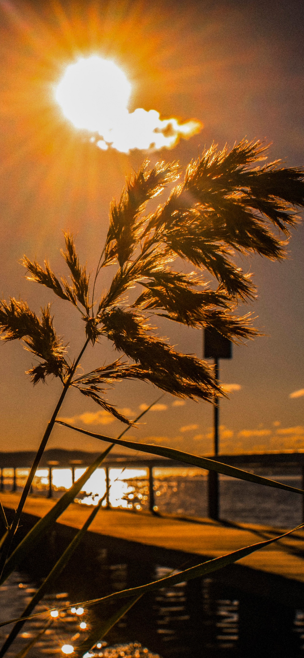 Sunset, Water, Sun, Horizon, Tree. Wallpaper in 1242x2688 Resolution