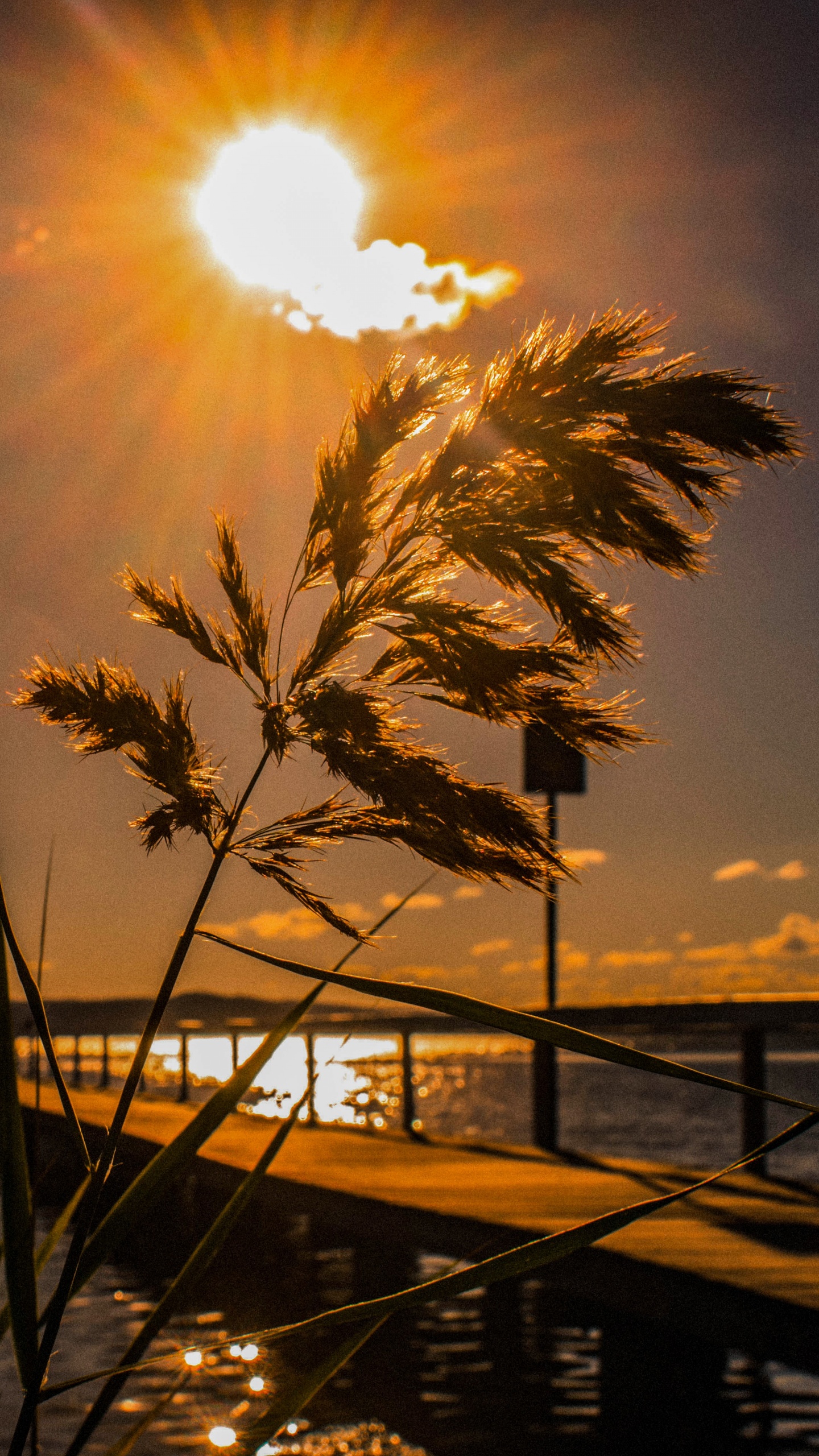 Sunset, Water, Sun, Horizon, Tree. Wallpaper in 1440x2560 Resolution