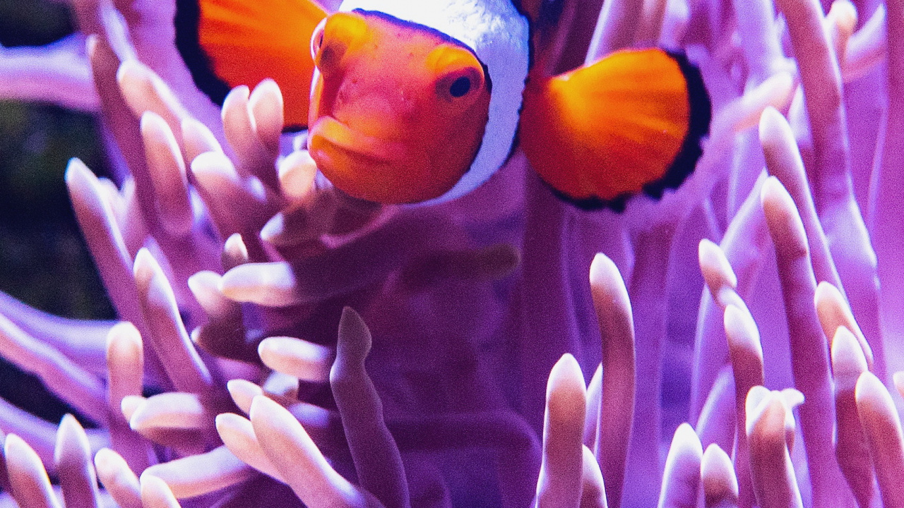 大海, 水族馆, 珊瑚礁, 海洋, 水下 壁纸 1280x720 允许