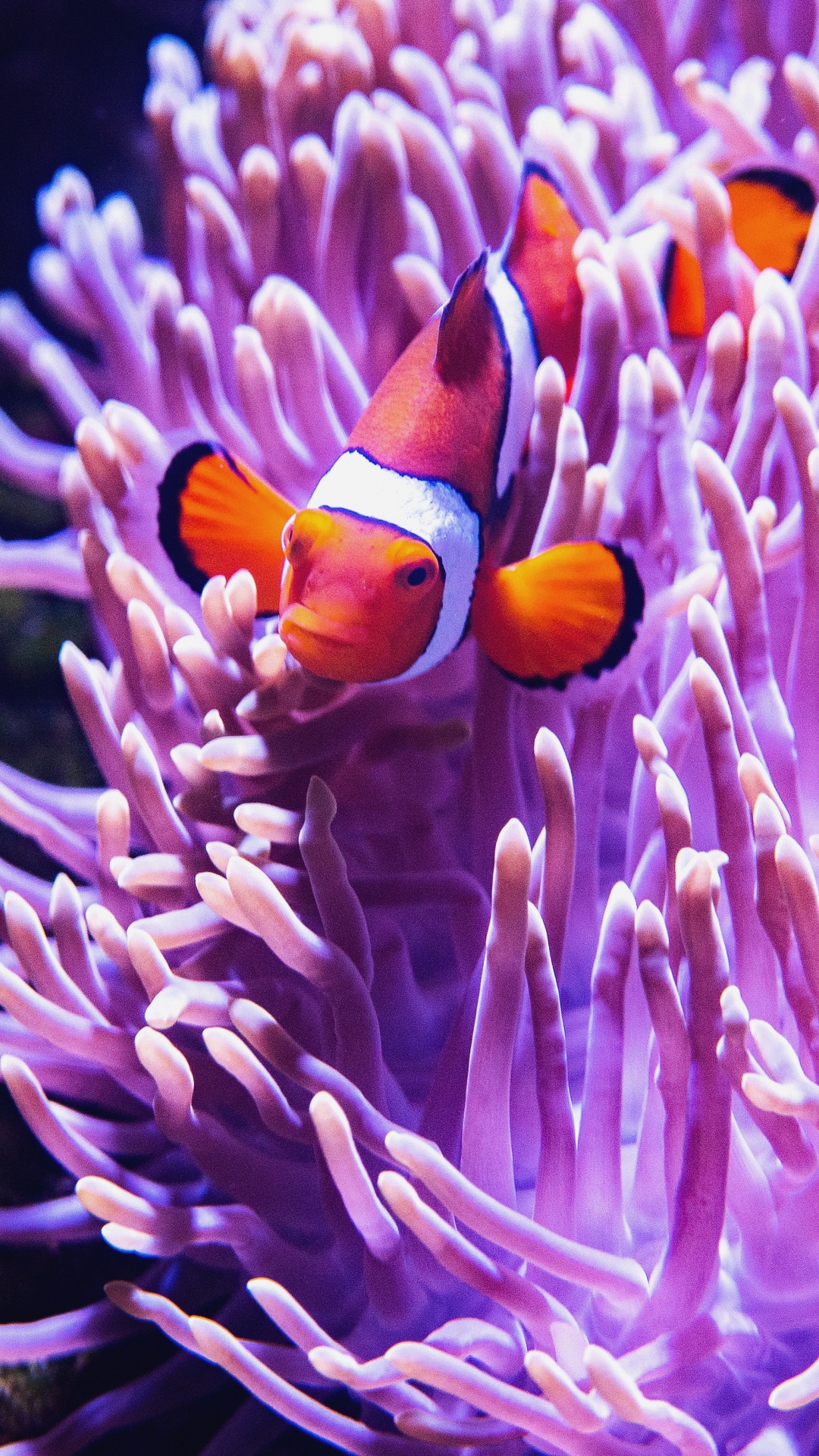 Meerestiere Genial, Sea Life Melbourne Aquarium, Korallenriff, Meer, Aquarium. Wallpaper in 1080x1920 Resolution