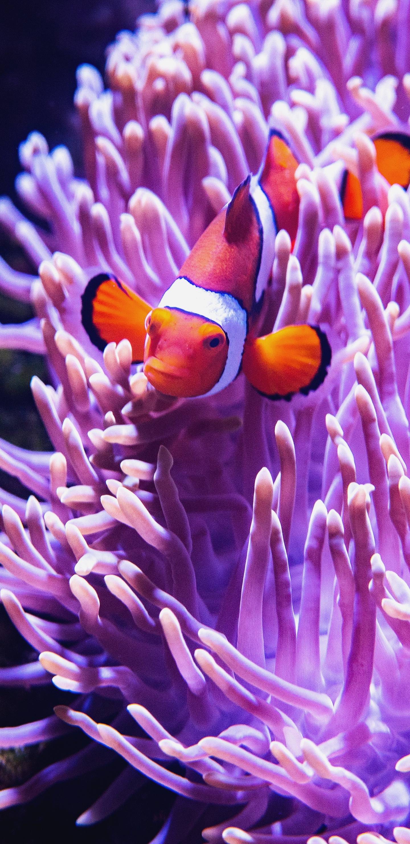 Sea Animals Genially, Sea Life Melbourne Aquarium, Coral Reef, Sea, Aquarium. Wallpaper in 1440x2960 Resolution