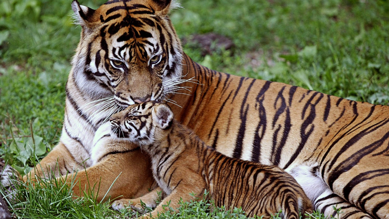 Tigre Brun et Noir Allongé Sur L'herbe Verte Pendant la Journée. Wallpaper in 1280x720 Resolution