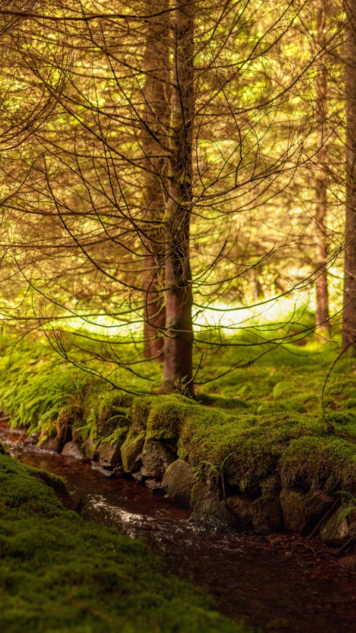 Brown Trees on Green Grass Field During Daytime. Wallpaper in 720x1280 Resolution