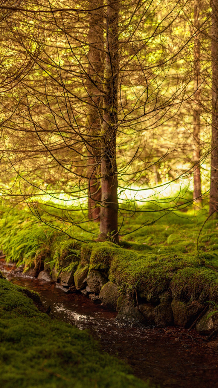 Brown Trees on Green Grass Field During Daytime. Wallpaper in 750x1334 Resolution