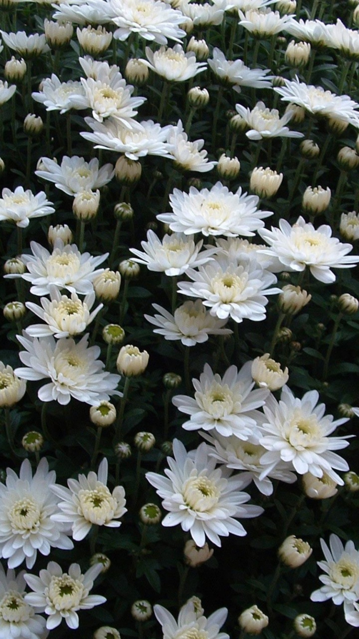 White Flowers on Black and White Textile. Wallpaper in 720x1280 Resolution