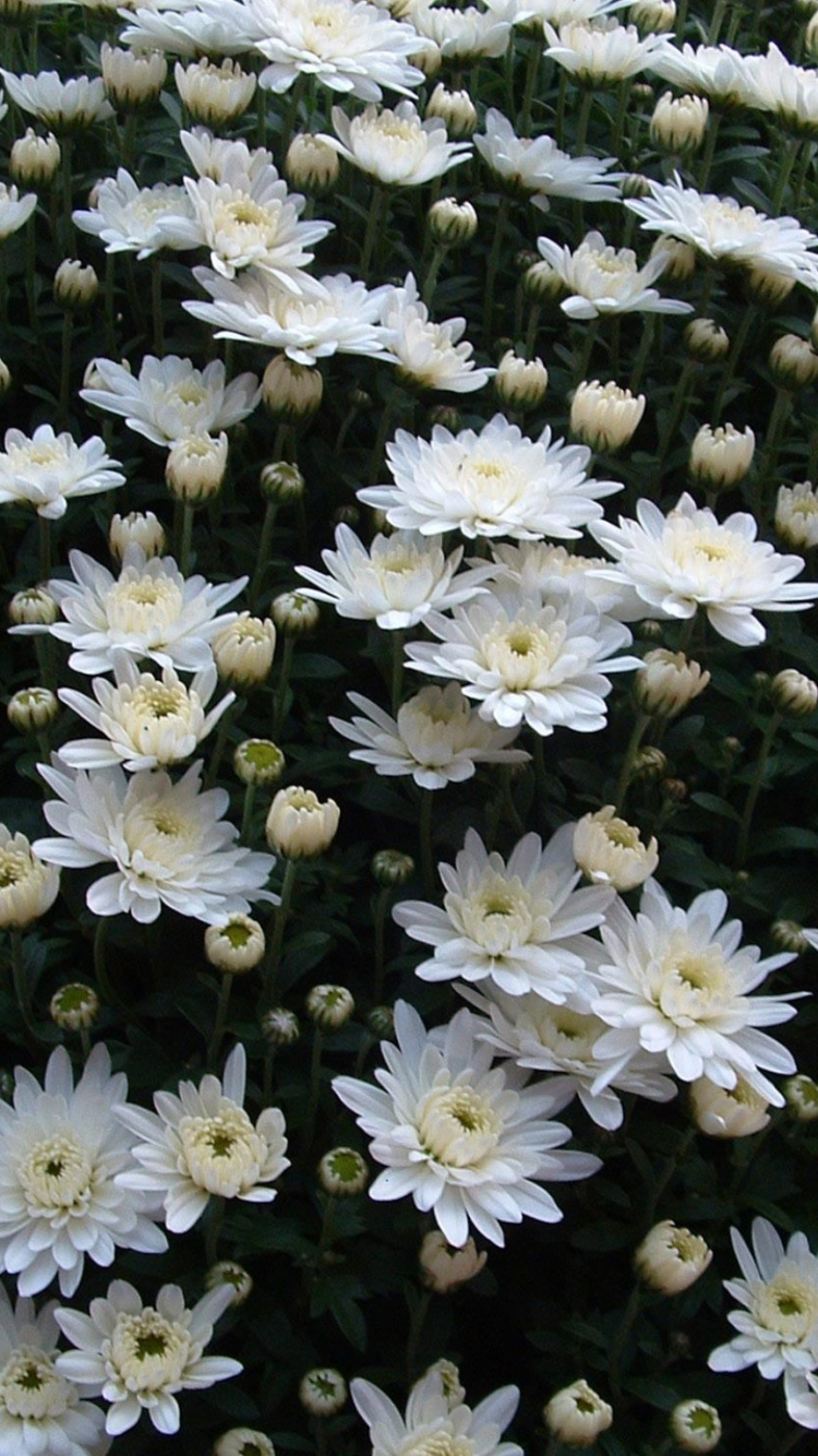 White Flowers on Black and White Textile. Wallpaper in 750x1334 Resolution
