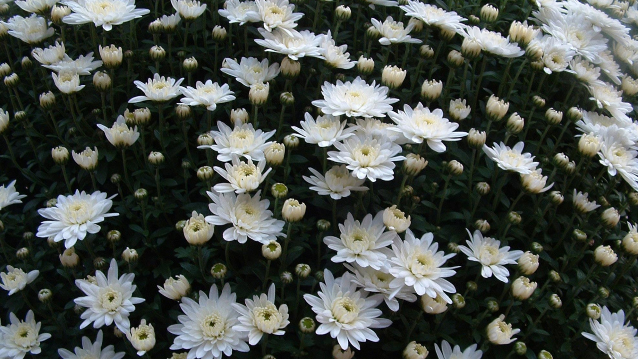 Fleurs Blanches Sur Textile Noir et Blanc. Wallpaper in 1280x720 Resolution