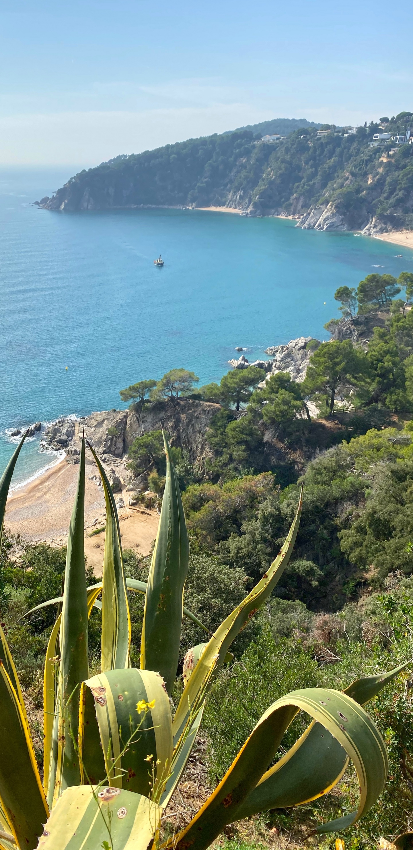 海岸, 植被, 植物群, 海洋, 陆地上的植物 壁纸 1440x2960 允许