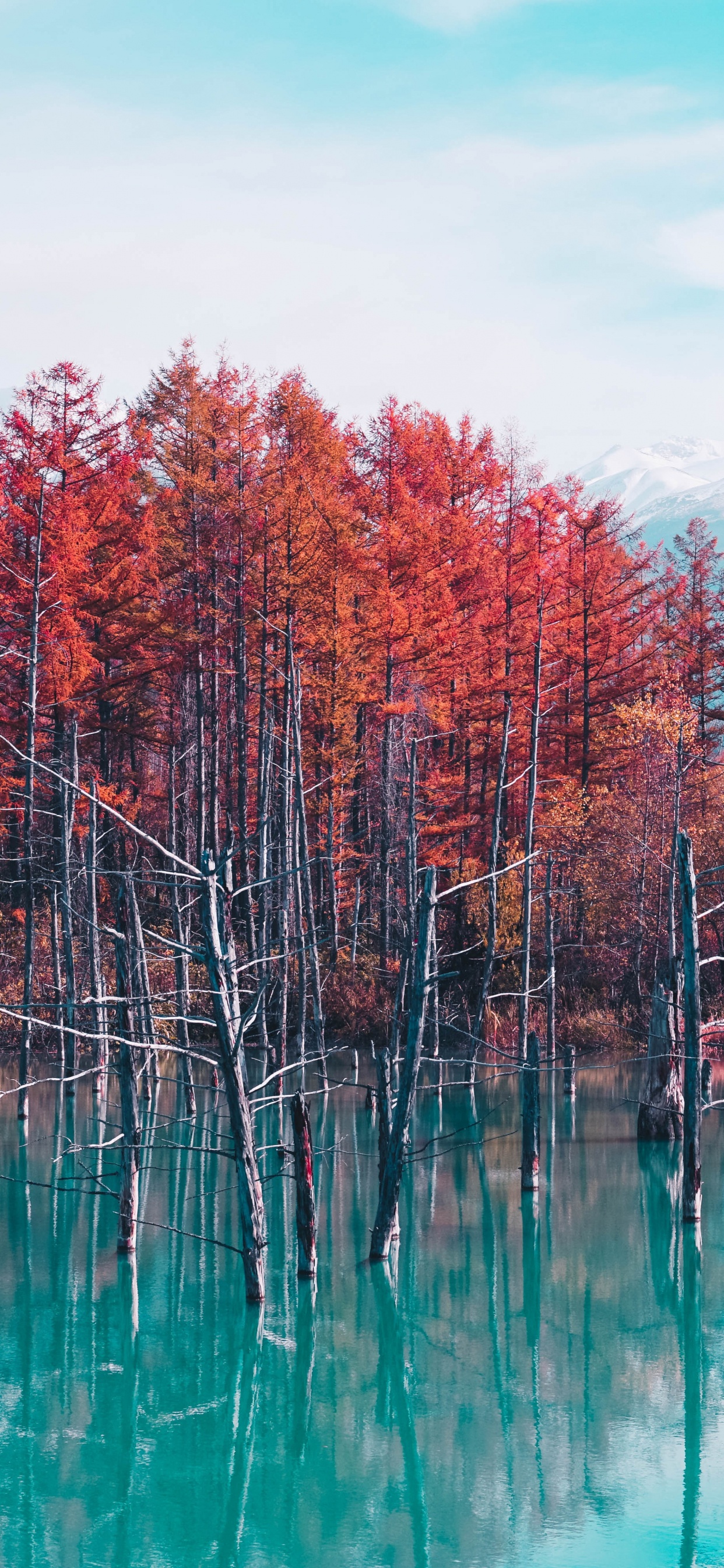 Naturaleza, Reflexión, Paisaje Natural, Rojo, Bioma. Wallpaper in 1242x2688 Resolution