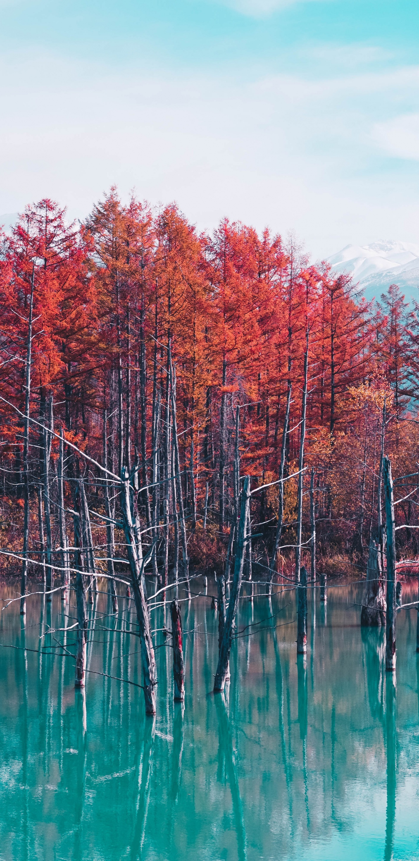 Naturaleza, Reflexión, Paisaje Natural, Rojo, Bioma. Wallpaper in 1440x2960 Resolution