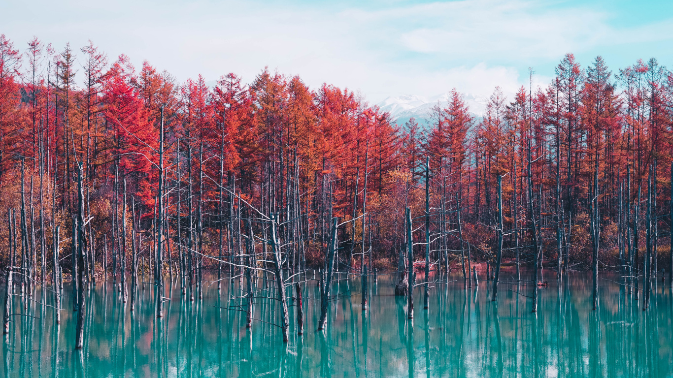 Tree, Nature, Reflection, Natural Landscape, Red. Wallpaper in 1366x768 Resolution