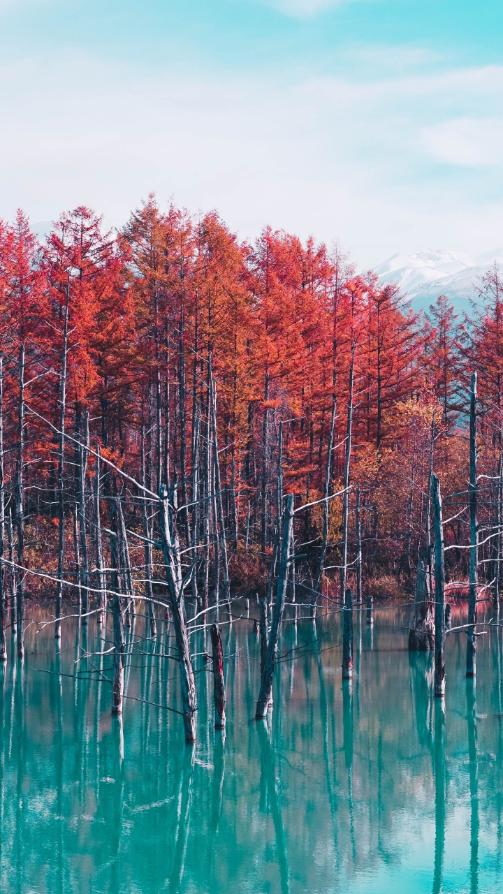 Tree, Nature, Reflection, Natural Landscape, Red. Wallpaper in 720x1280 Resolution