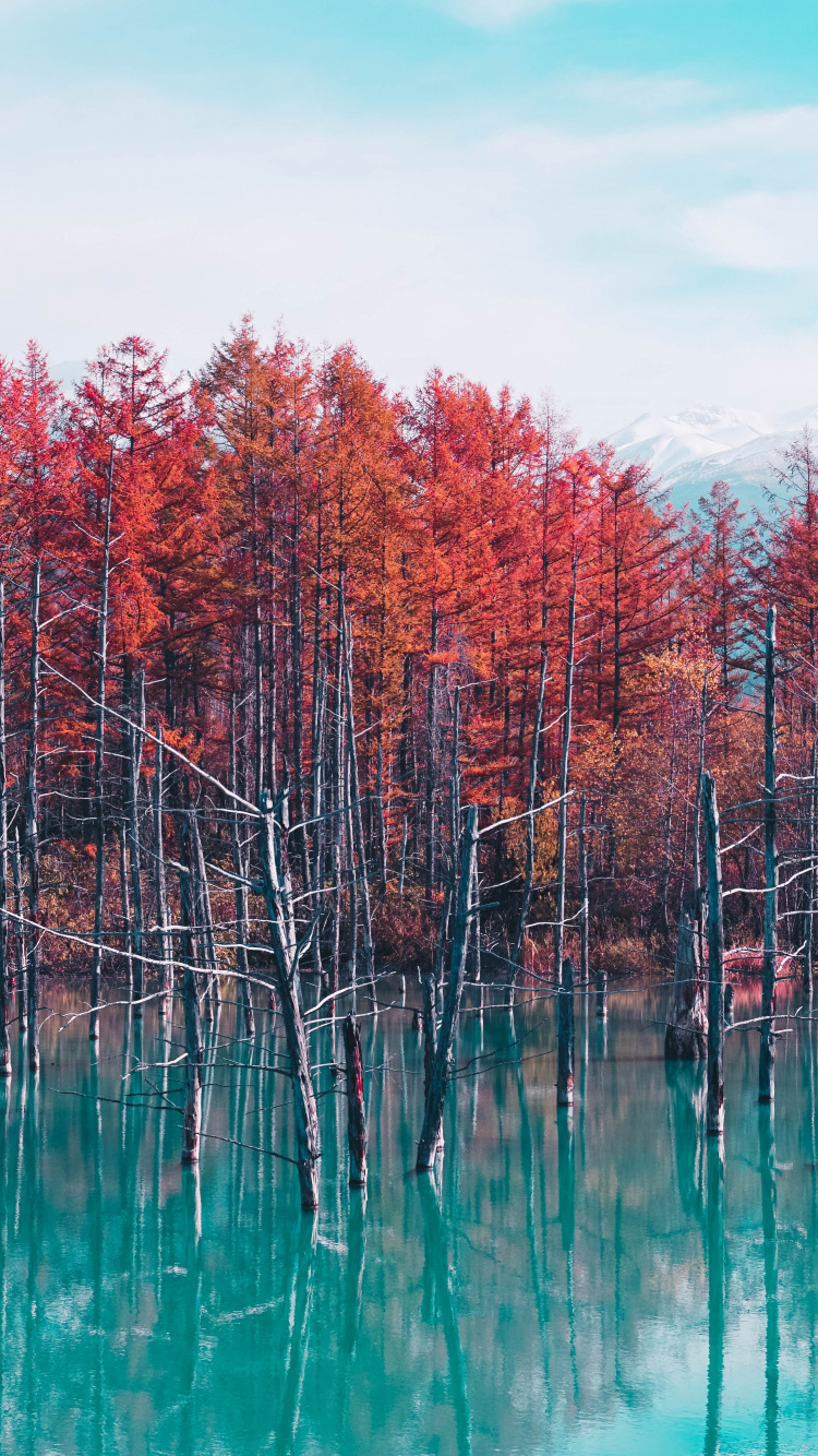 Tree, Nature, Reflection, Natural Landscape, Red. Wallpaper in 750x1334 Resolution