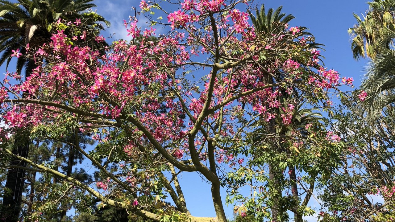 la Floración de la Planta, Cerezo, el Jardín Botánico De, Cuerpo de Agua, Naturaleza. Wallpaper in 1280x720 Resolution