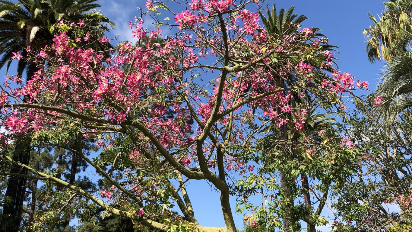la Floración de la Planta, Cerezo, el Jardín Botánico De, Cuerpo de Agua, Naturaleza. Wallpaper in 1366x768 Resolution