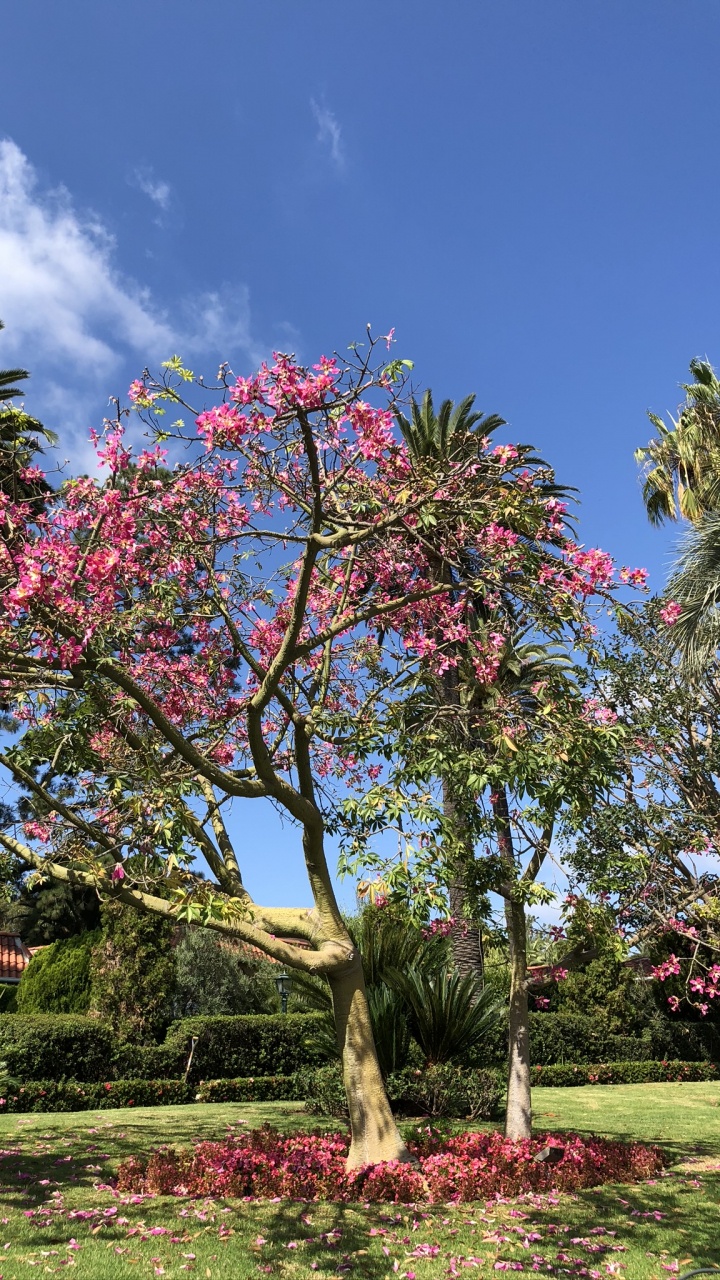 Tree, Flowering Plant, Cherry Blossom, Botanical Garden, Body of Water. Wallpaper in 720x1280 Resolution