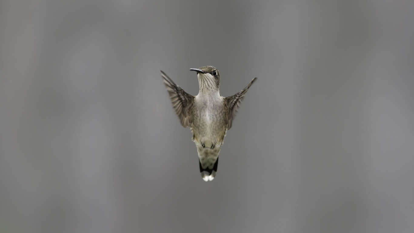 Colibri Brun et Noir Volant. Wallpaper in 1366x768 Resolution