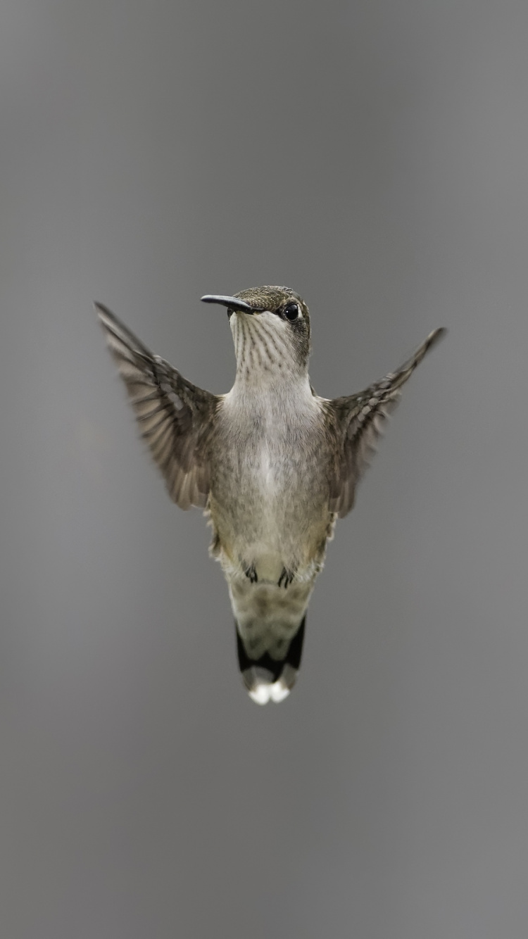 Brown and Black Humming Bird Flying. Wallpaper in 750x1334 Resolution