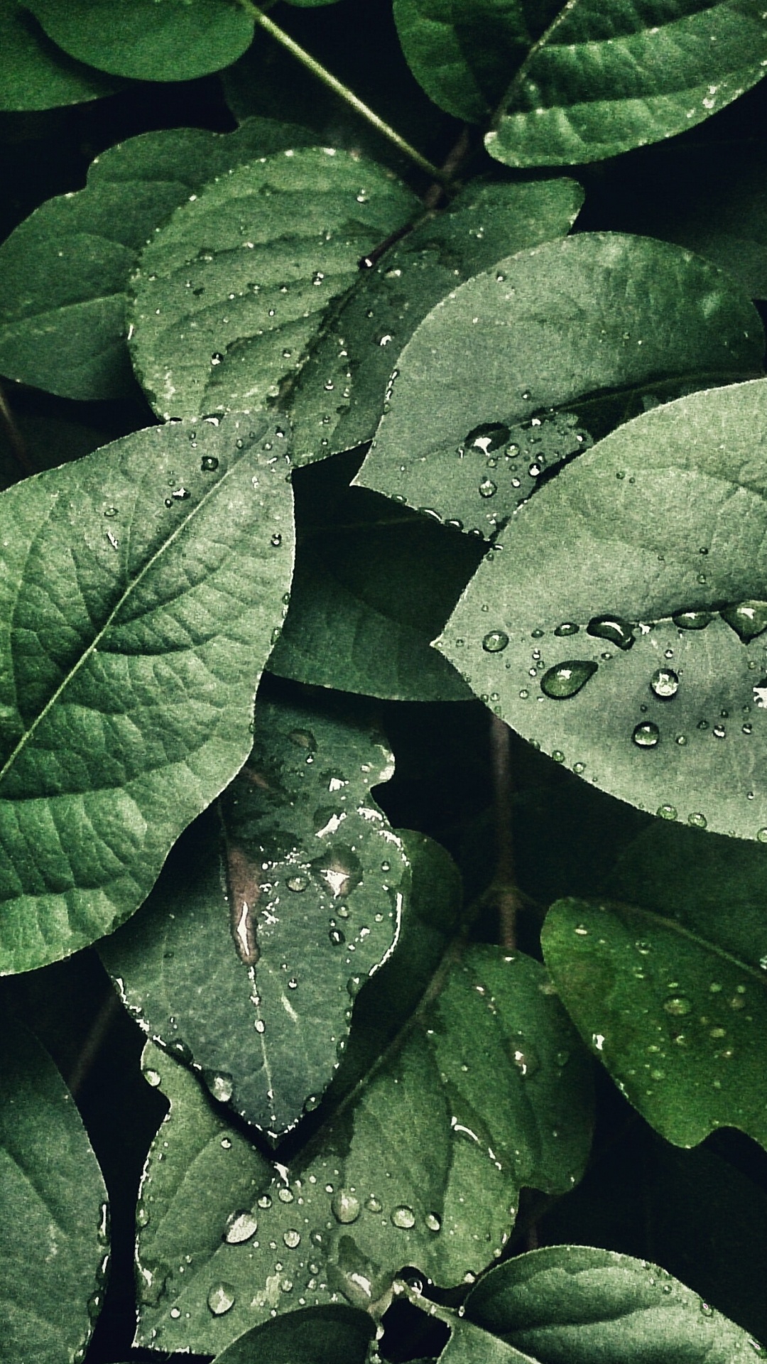 Prague Zoo, Plant, Terrestrial Plant, Water, Fluid. Wallpaper in 1080x1920 Resolution