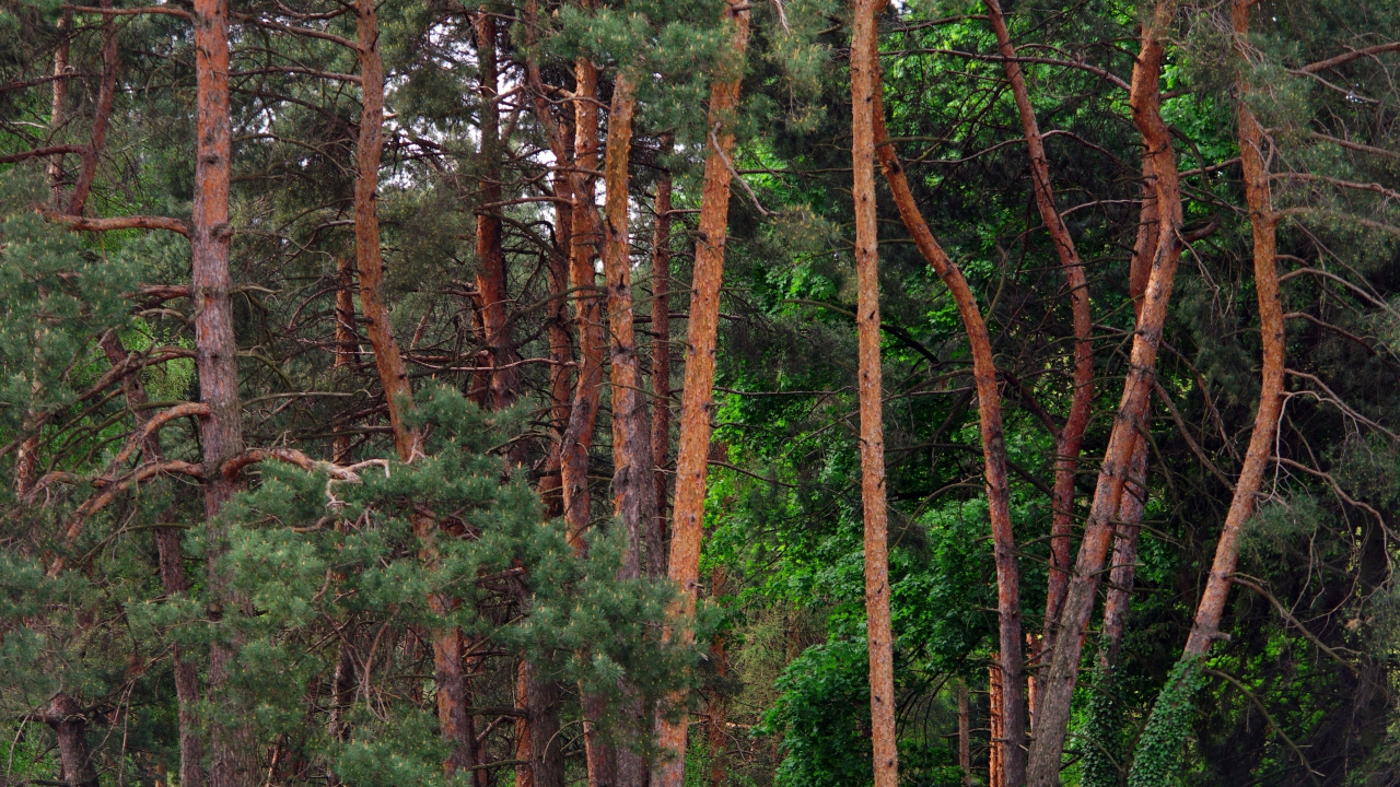 Tagsüber Grüne Und Braune Bäume. Wallpaper in 1280x720 Resolution