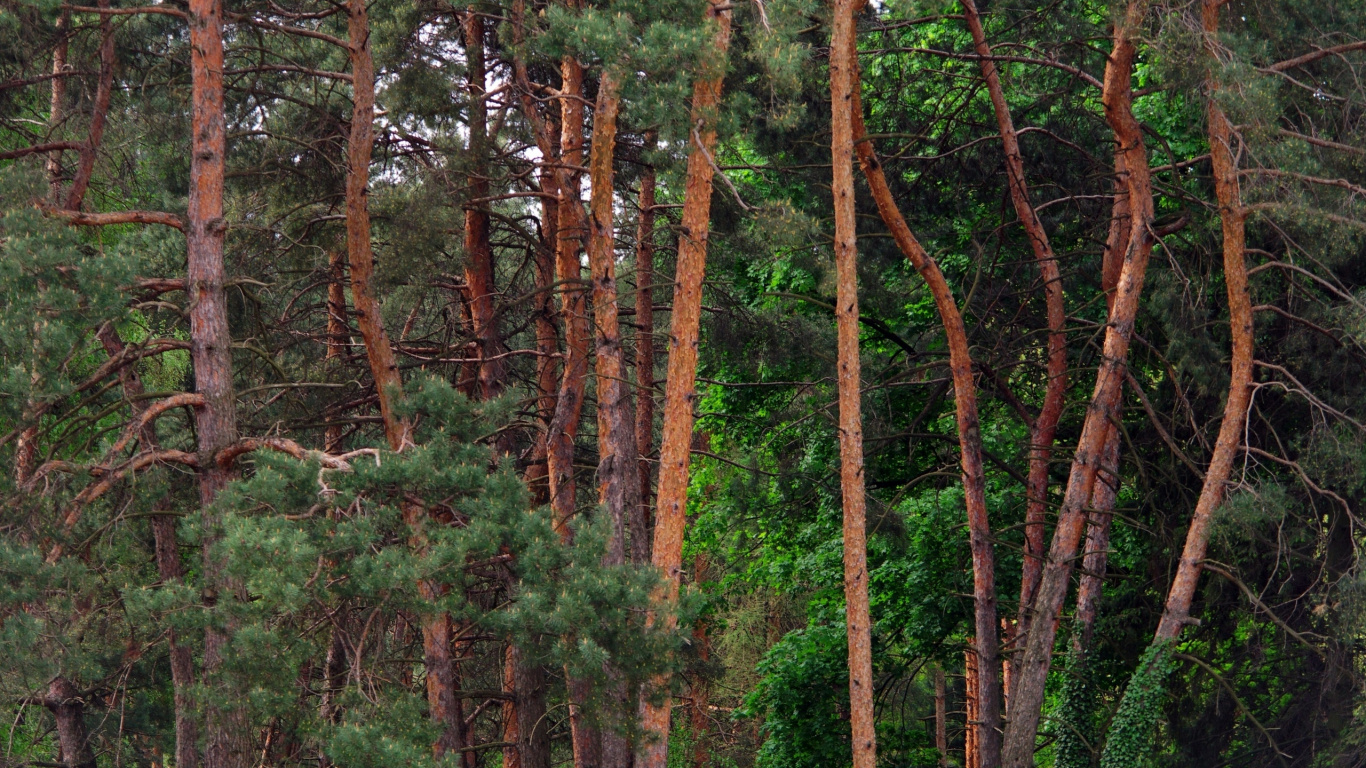 Tagsüber Grüne Und Braune Bäume. Wallpaper in 1366x768 Resolution