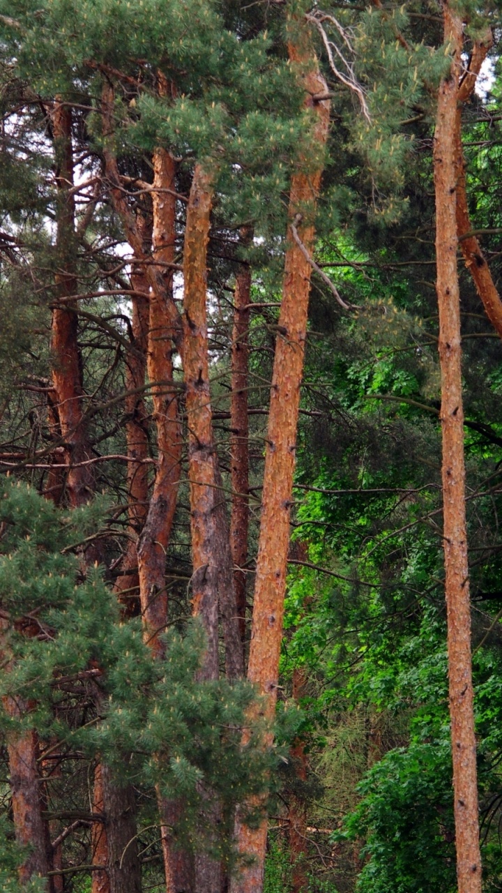 Green and Brown Trees During Daytime. Wallpaper in 720x1280 Resolution