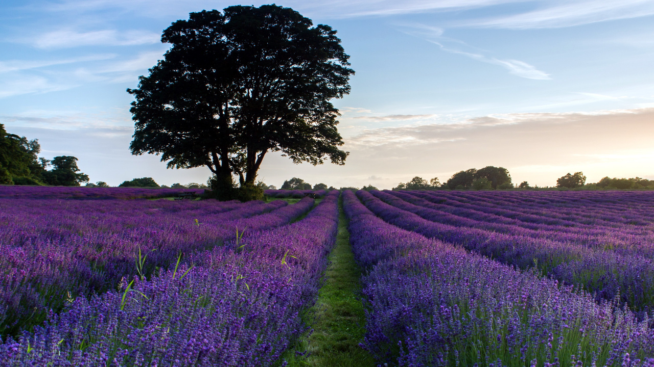 Champ de Fleurs Violettes Pendant la Journée. Wallpaper in 1280x720 Resolution