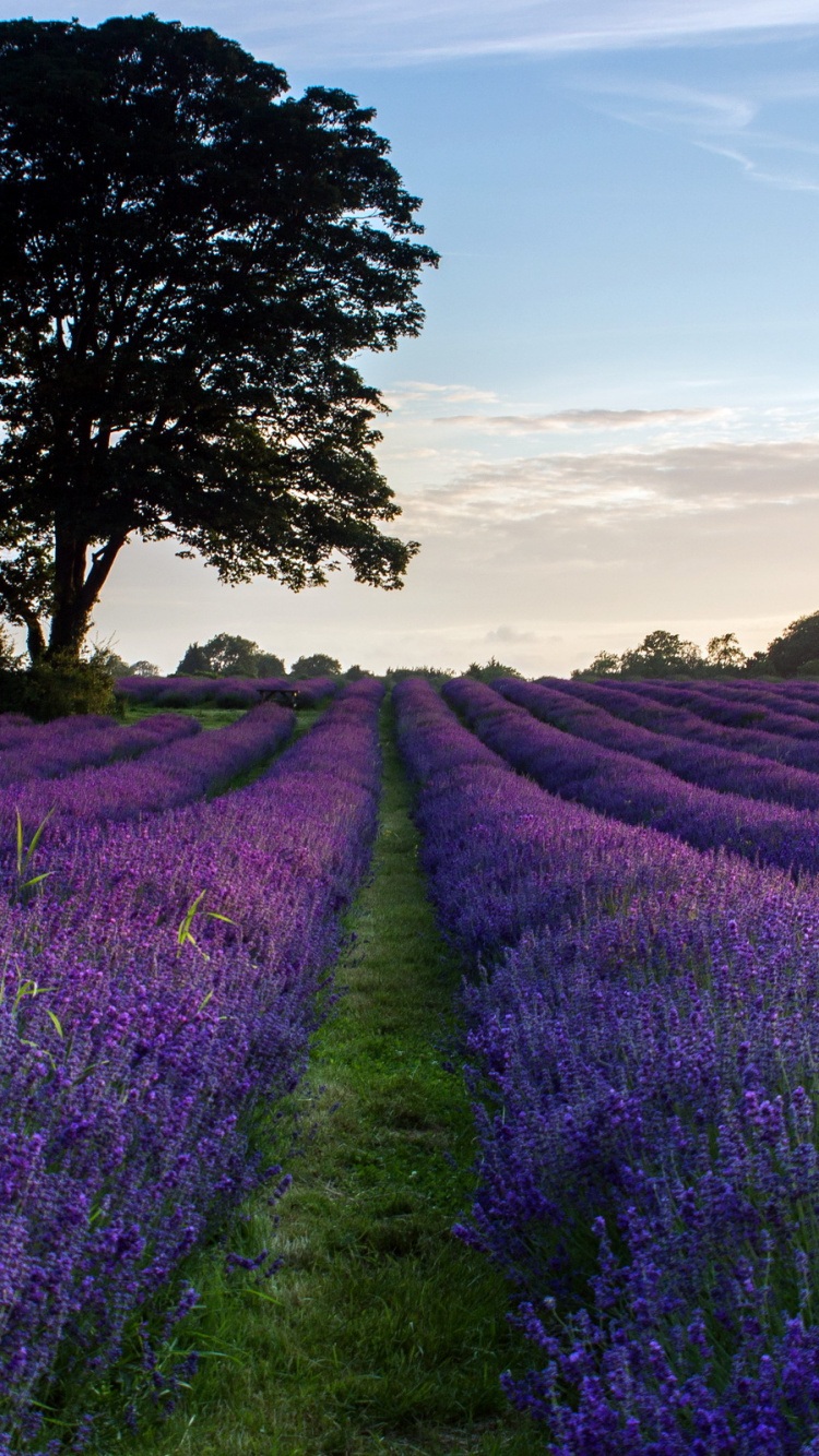 Purple Flower Field During Daytime. Wallpaper in 750x1334 Resolution
