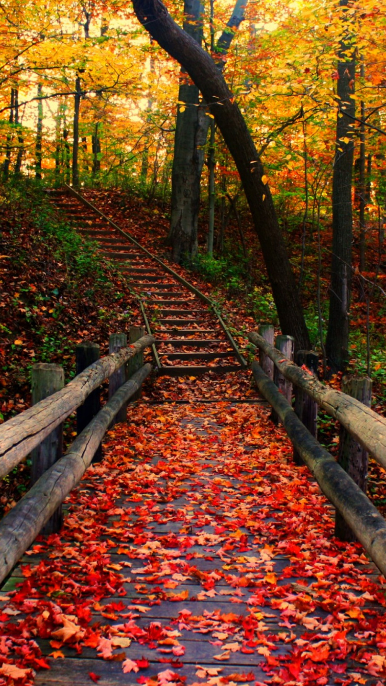 Pont en Bois Brun en Forêt Pendant la Journée. Wallpaper in 750x1334 Resolution