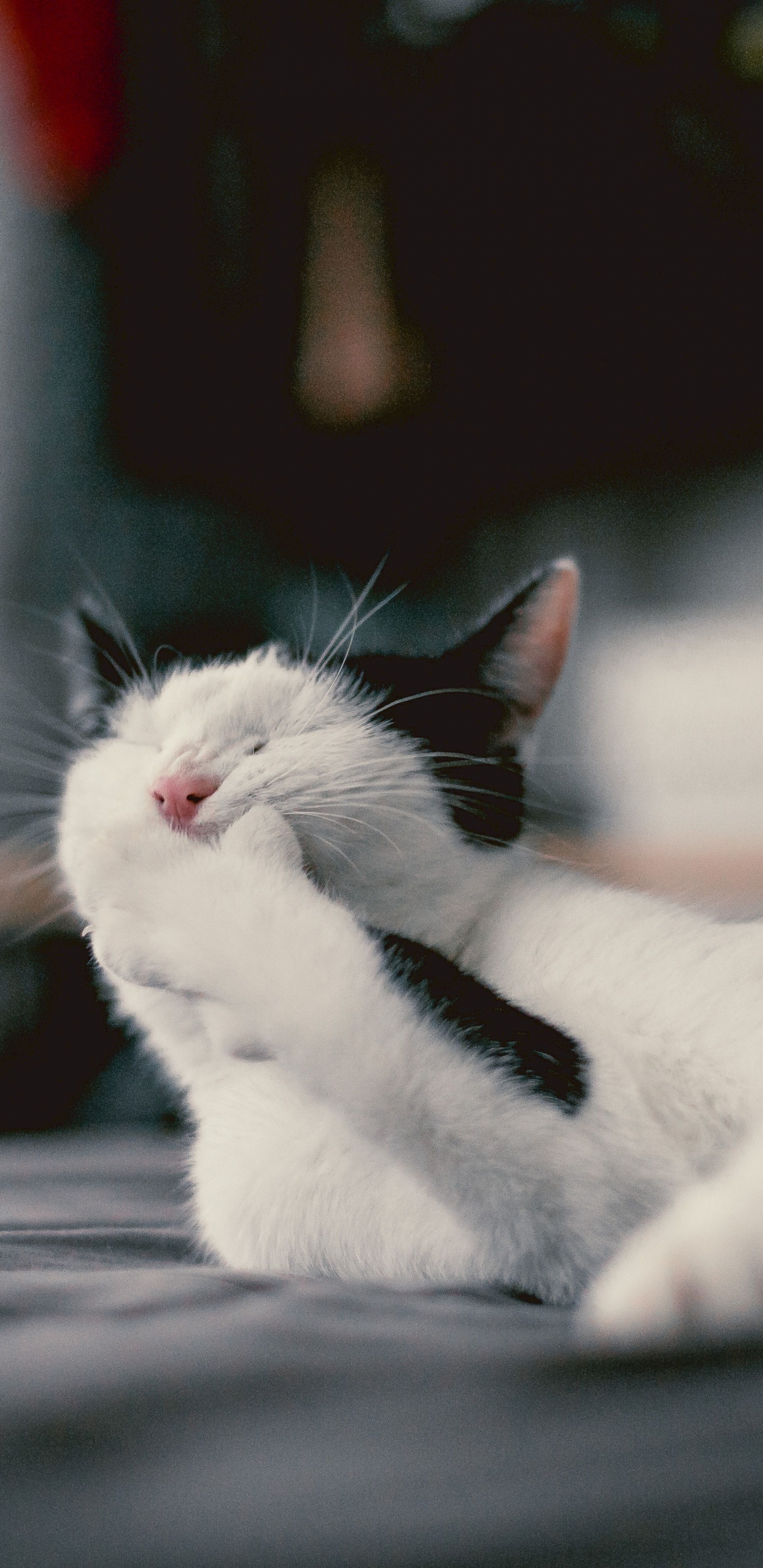 Chat Blanc Allongé Sur Une Surface en Bois Grise. Wallpaper in 1440x2960 Resolution