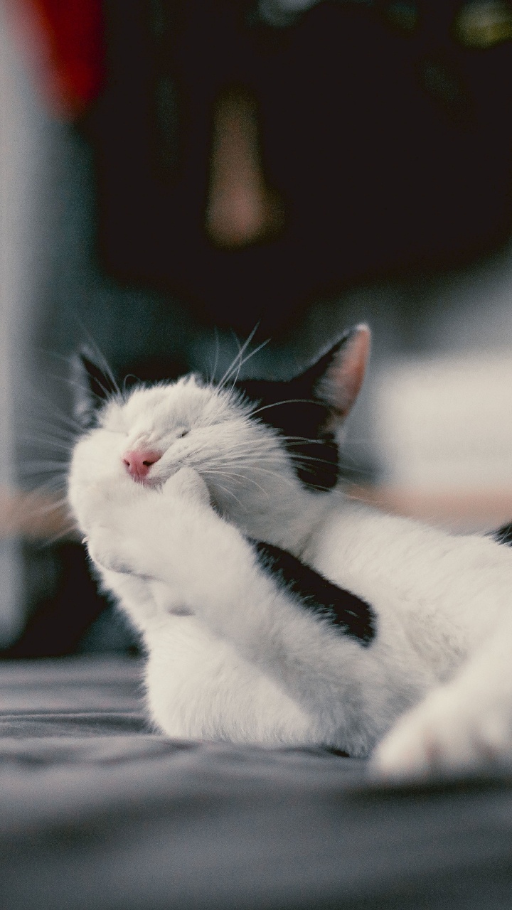 White Cat Lying on Gray Wooden Surface. Wallpaper in 720x1280 Resolution