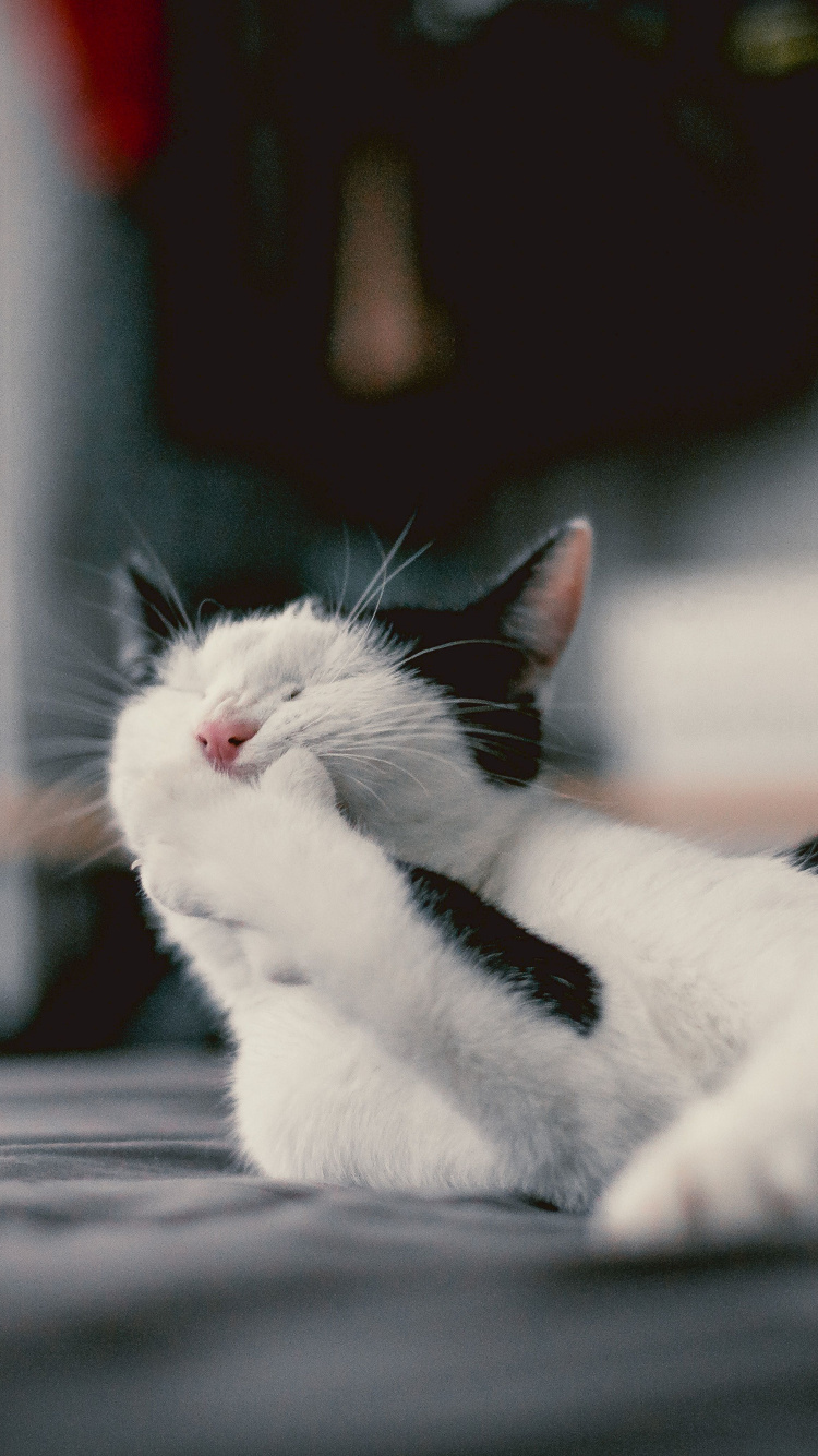 White Cat Lying on Gray Wooden Surface. Wallpaper in 750x1334 Resolution