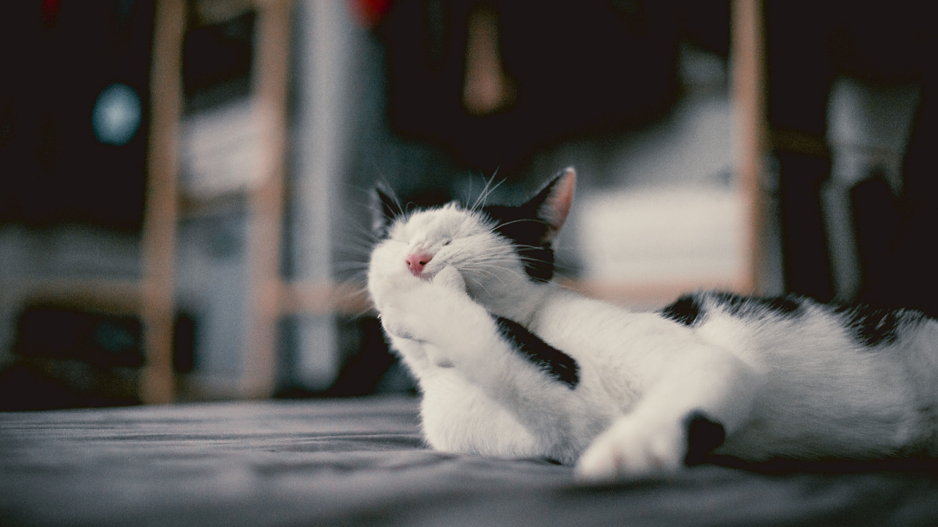 Weiße Katze Liegt Auf Grauer Holzoberfläche. Wallpaper in 1366x768 Resolution