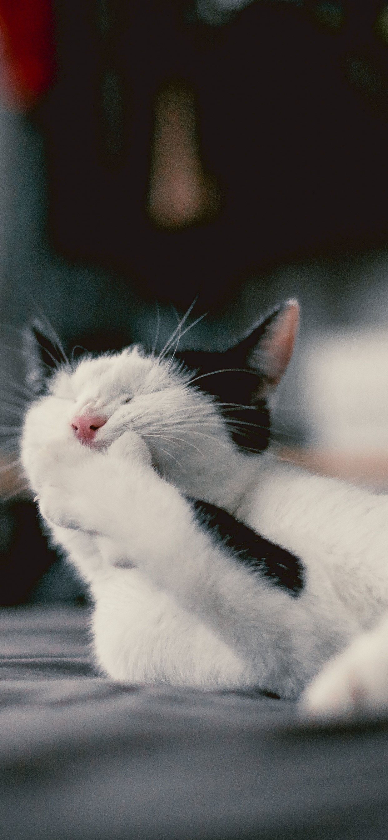 Gato Blanco Acostado Sobre la Superficie de Madera Gris. Wallpaper in 1242x2688 Resolution