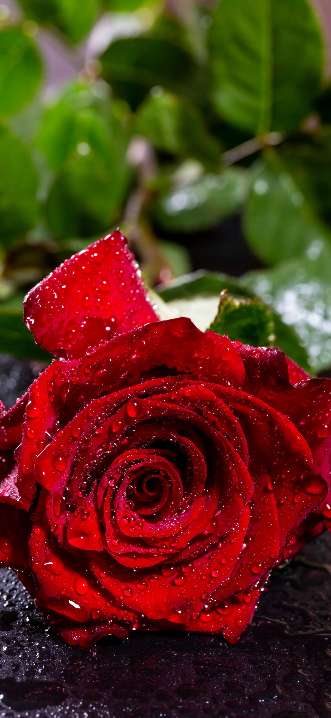 Red Rose on Black Stone. Wallpaper in 1125x2436 Resolution