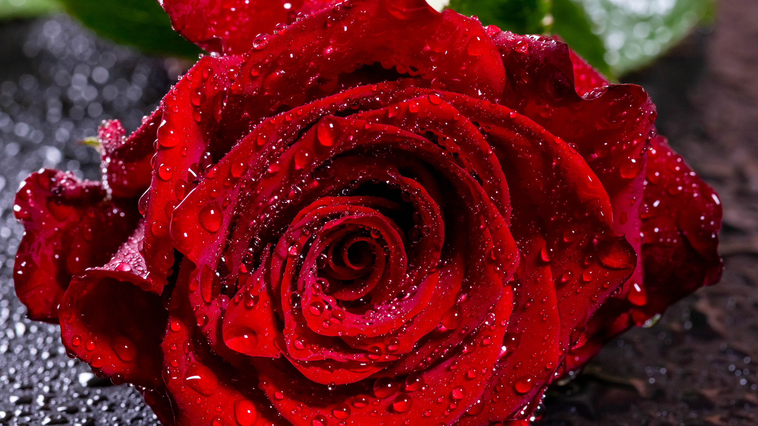 Red Rose on Black Stone. Wallpaper in 2560x1440 Resolution
