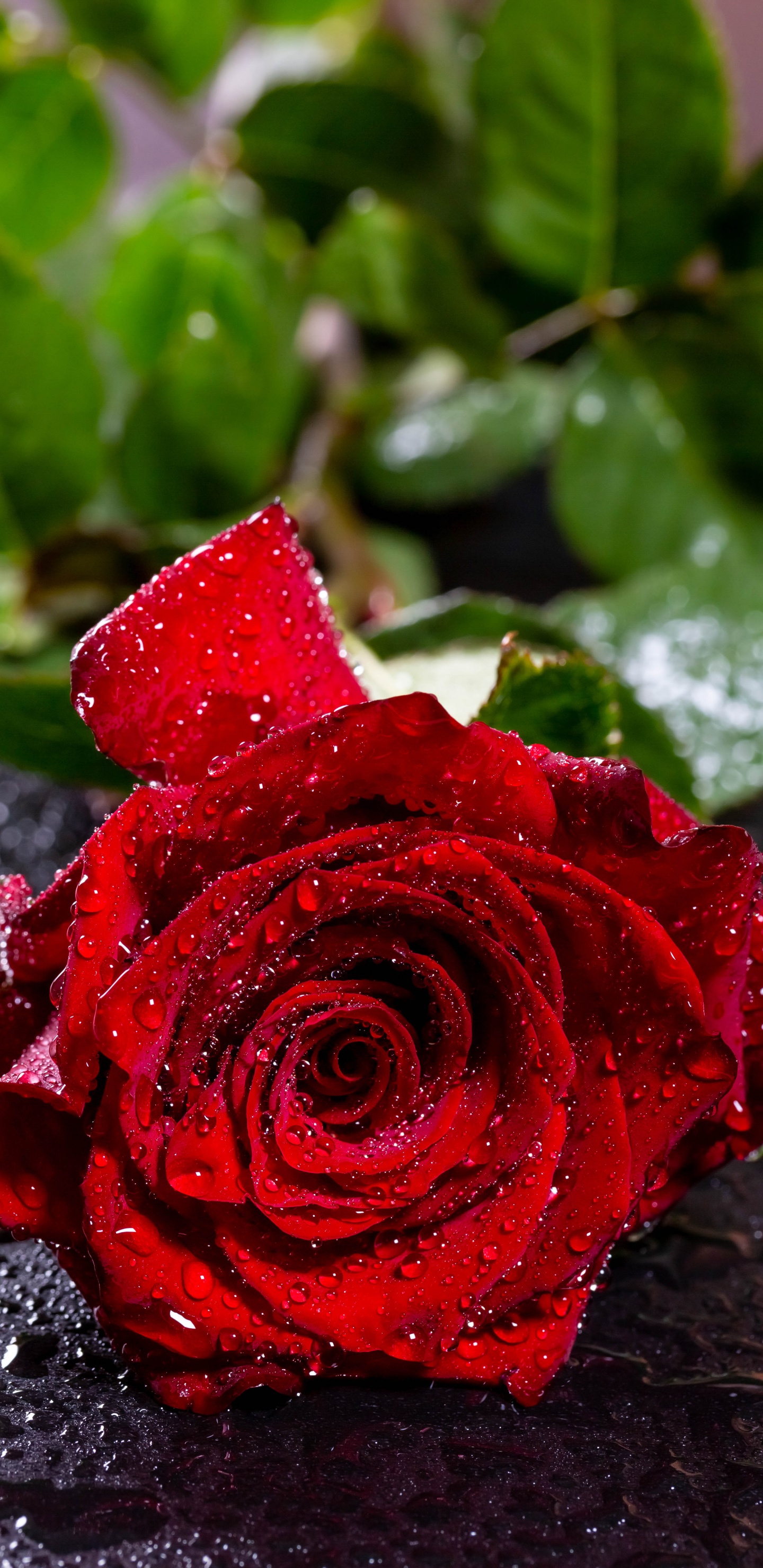 Rote Rose Auf Schwarzem Stein. Wallpaper in 1440x2960 Resolution